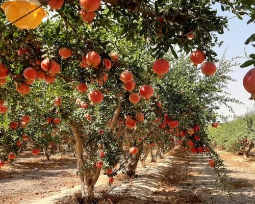 Home from seed to fruit