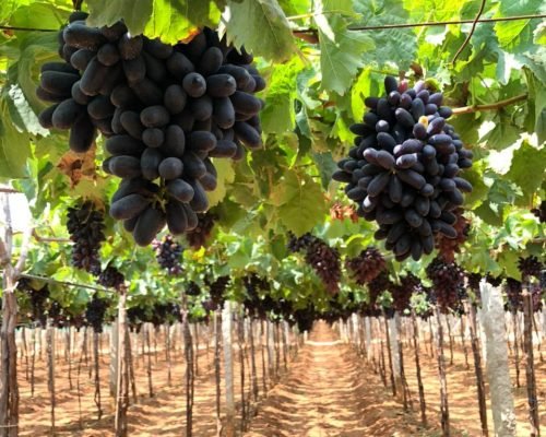 Home whatsapp image 2025 12 10 at 11.18.57 (2)